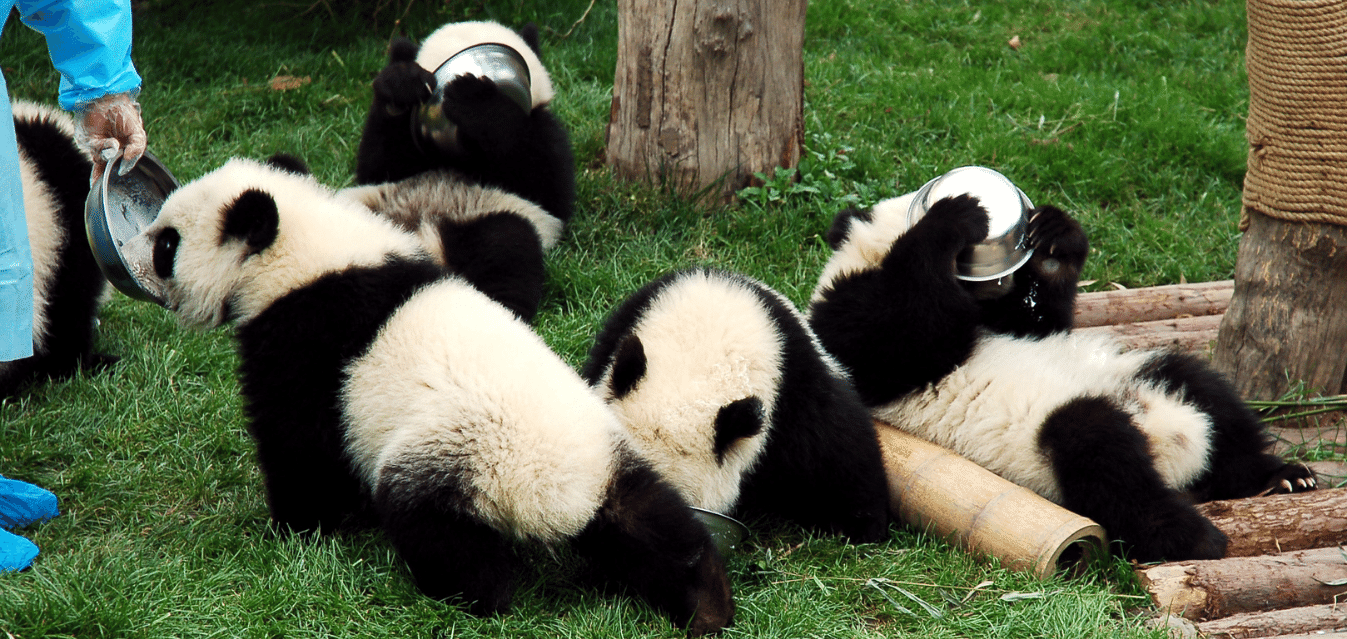 Dujiangyan Panda Base
